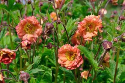 Geum 'Mai Tai'