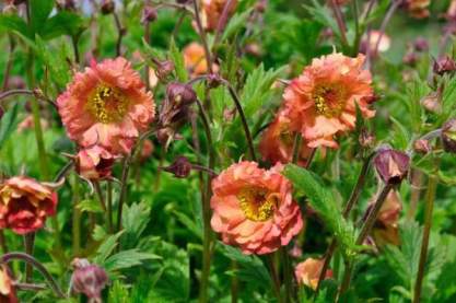 Geum 'Mai Tai'