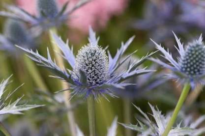 Eryngium 'Big Blue'