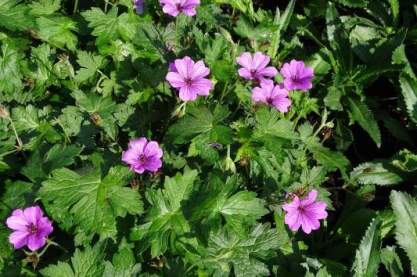 Geranium ' Elworthy Eyecatcher'