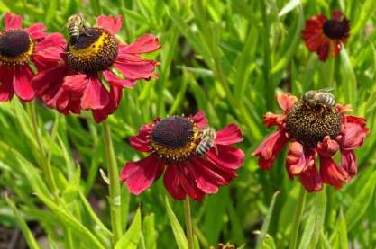 Helenium 'Red Army'