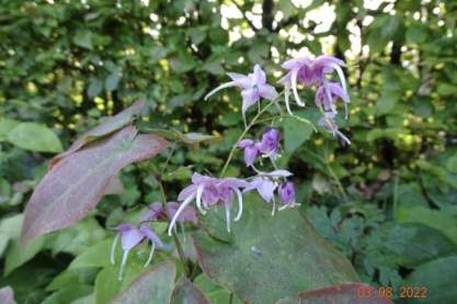 Epimedium 'Pretty in Pink'