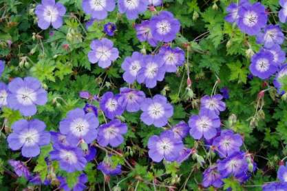 Geranium 'Rozanne'