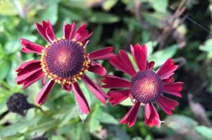 Helenium 'Ruby Thuesday'