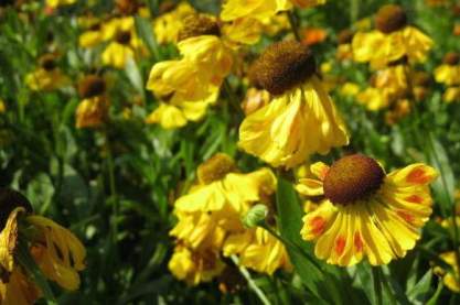 Helenium 'Eldorado'