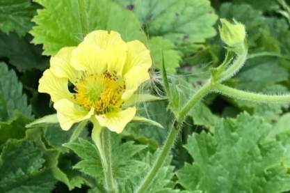 Geum 'Banana Daiquiri'