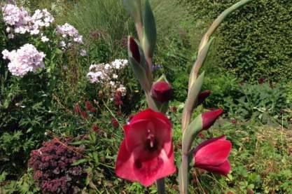 Gladiolus papilio 'Ruby'