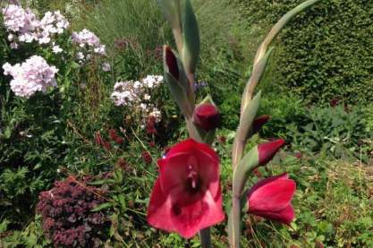 Gladiolus papilio 'Ruby'