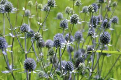 Eryngium pl 'Blauer Zwerg'