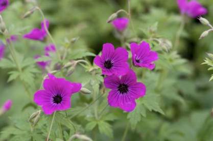 Geranium 'Red Admiral'