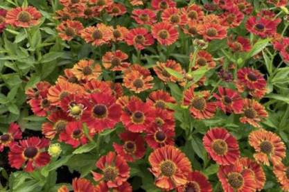 Helenium 'Salsa'