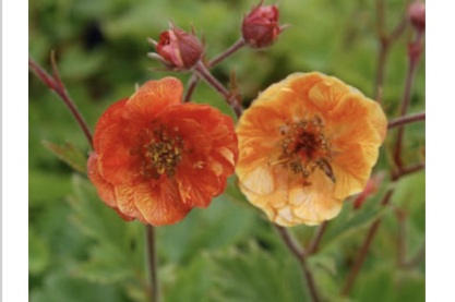 Geum 'Dark and Stormy'