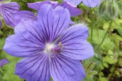 Geranium 'Blue Blood'