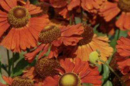 Helenium 'Kupferziegel'