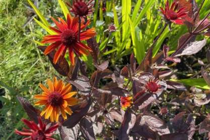 Heliopsis helianthoides 'Fire Twister'