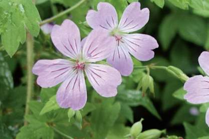 Geranium nodosum