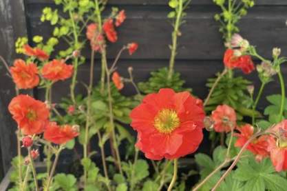 Geum 'Scarlet Tempest'