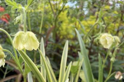 Geum 'Tales of Hex'