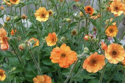 Geum 'Totally Tangerin'