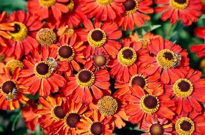 Helenium 'Rubinzwerg'