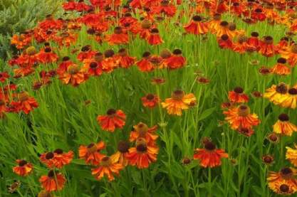 Helenium 'Mardi Gras