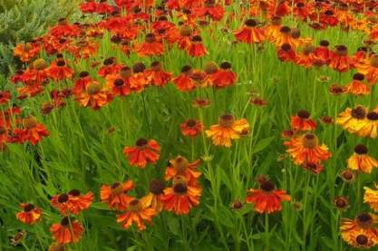 Helenium 'Mardi Gras