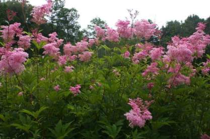 Filipendula rubra 'Venusta'