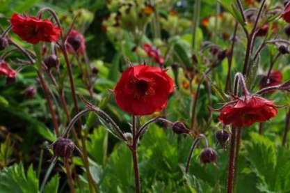 Geum 'Flames of Passion'