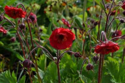 Geum 'Flames of Passion'