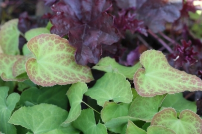 Epimedium met Heuchera