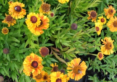 Helenium ' Sahin's Early Flowerer'