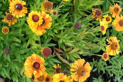 Helenium ' Sahin's Early Flowerer'