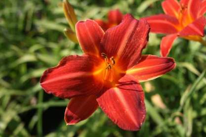 Hemeroallis 'Shining Plumage'