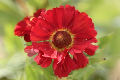 Helenium ' Indian Summer '