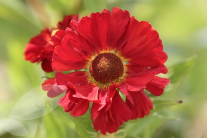 Helenium ' Indian Summer '