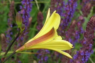 Hemerocallis ' Corky '