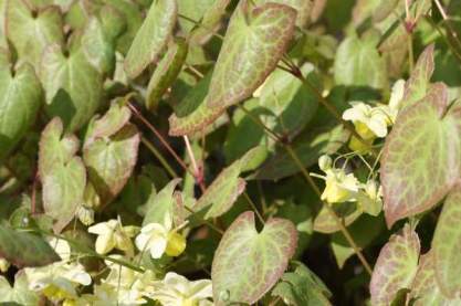 Epimedium x versicolor 'Sulpureum'