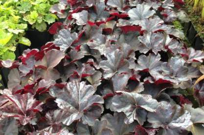 Heuchera 'Obsedian'