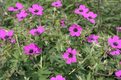 Geranium 'Patricia'