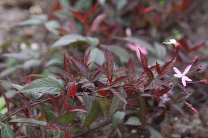 Gillenia trifoliata 'Pink profusion