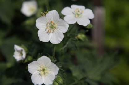 Geranium mac. 'Album