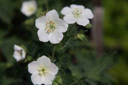 Geranium mac. 'Album