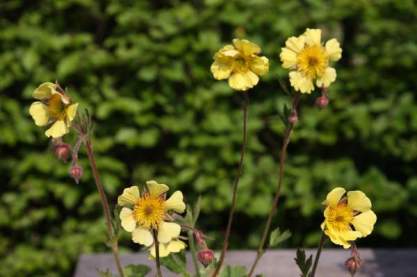 Geum 'Lisanne'