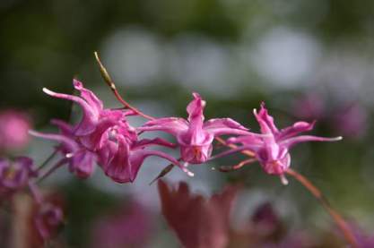 Epimedium rubrum