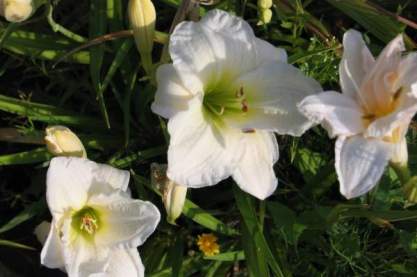 Hemerocallis 'Gentle Shepard'