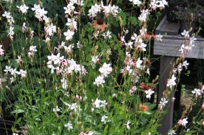 Gaura lindh. 'Whirling Butterfly'