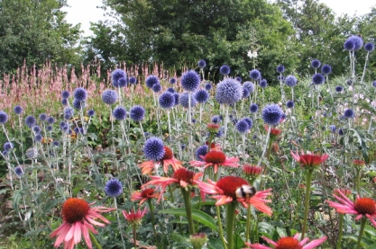 Echinops ' Veitch Blue '