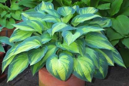 Hosta 'June'