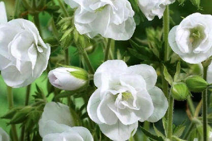 Geranium pratense 'Laura'