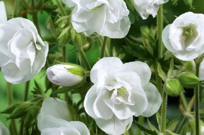 Geranium pratense 'Laura'